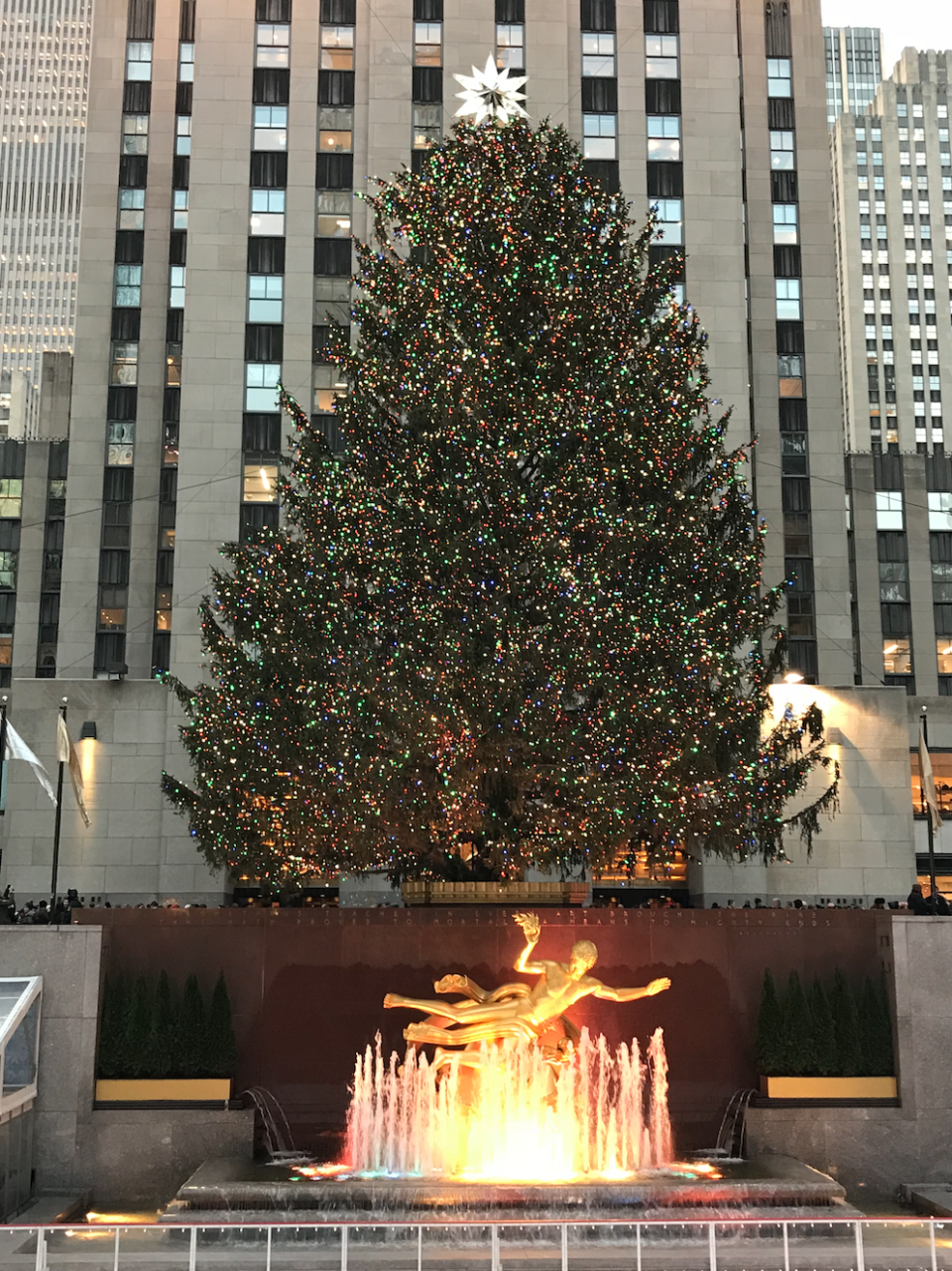 Rockefeller Center Tree 1 Prima Darling