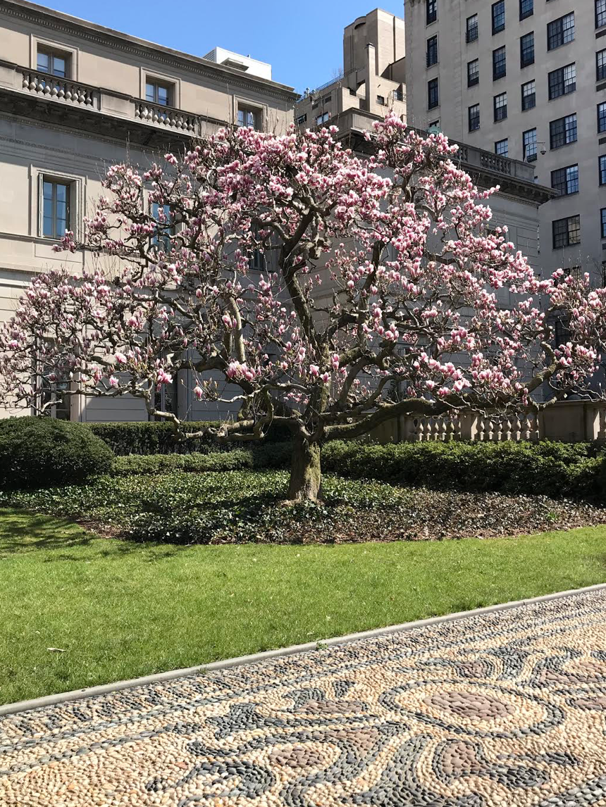 Springtime in New York Prima Darling