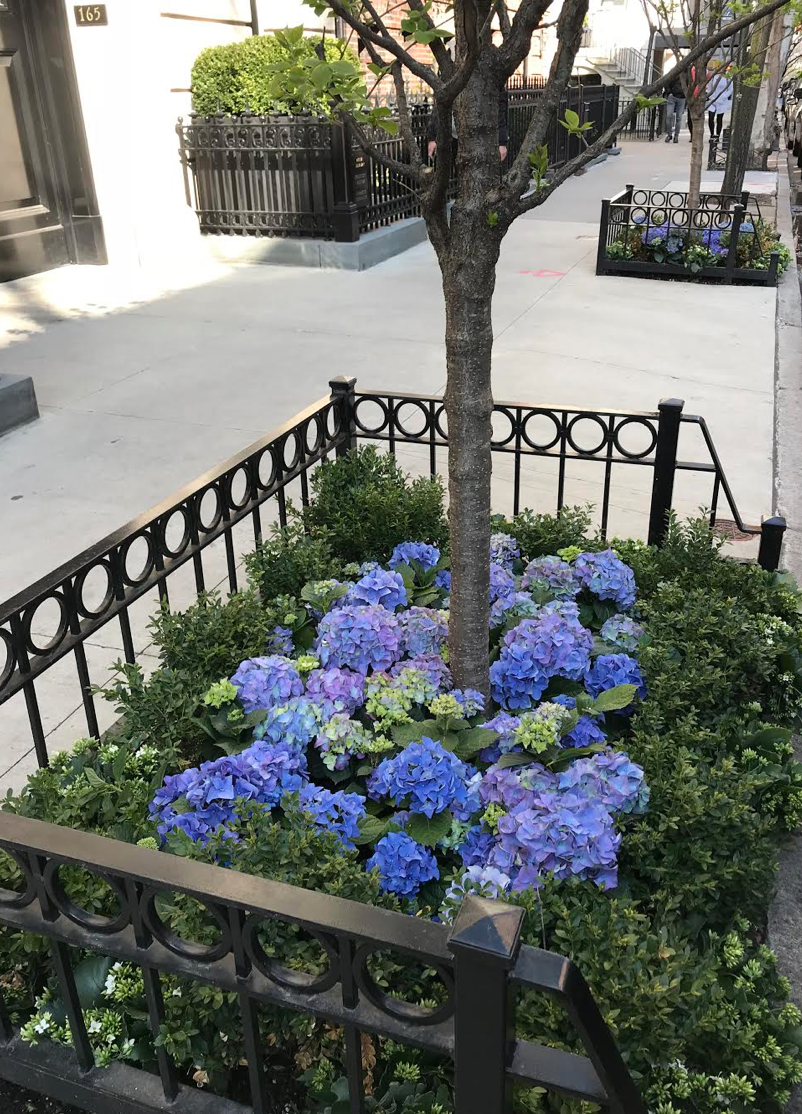 Springtime in New York Prima Darling